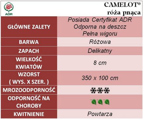 Camelot róże pnące